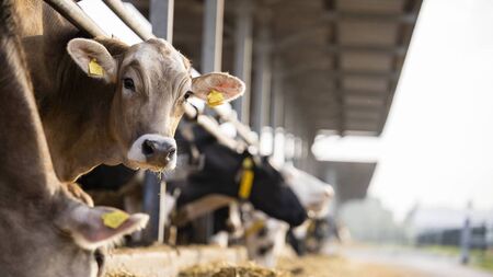 ICMSA satisfied with Dept actions and response to Bluetongue outbreak
