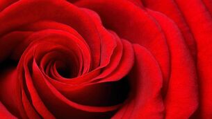 <p>The Sligo Rose Centre have announced the entrants for the 2026 Sligo Rose Selection.</p>