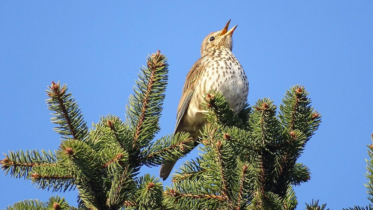 The Song Thrush has inspired many a poet