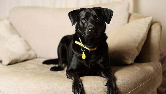 Over 300 dogs given up after Christmas as charity urges people to consider if they are 'dog ready'