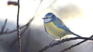 Providing nest boxes for our garden friends