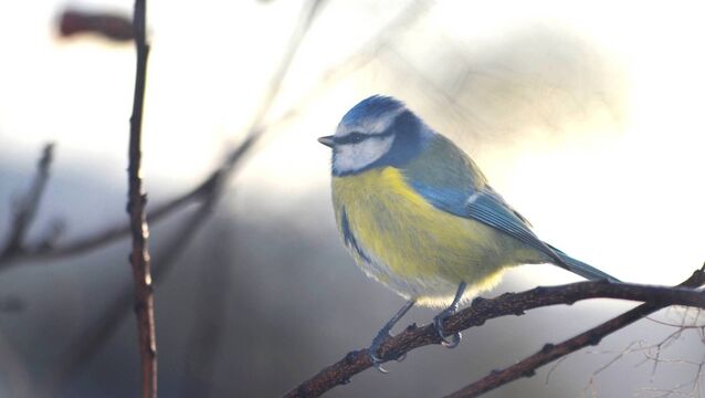 Providing nest boxes for our garden friends
