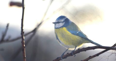 Providing nest boxes for our garden friends