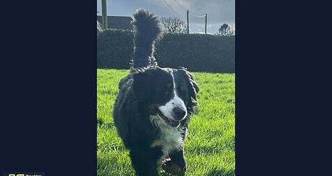 ‘Only for bad luck, he’d have no luck’: Meath family’s blind dog Alfie wins award