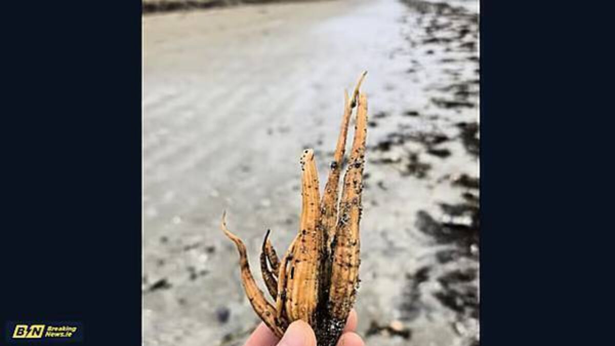Potentially fatal toxic plant washes up on Irish beaches