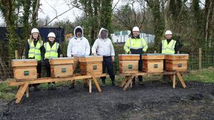 Beekeeping initiative launched at Mayo solar farm
