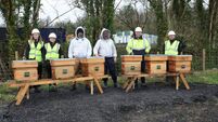 Beekeeping initiative launched at Mayo solar farm