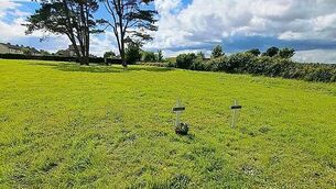 Important Bord Bia review is 'swift and clean', Agriculture Minister says Important Bord Bia review is 'swift and clean', Agriculture Minister says