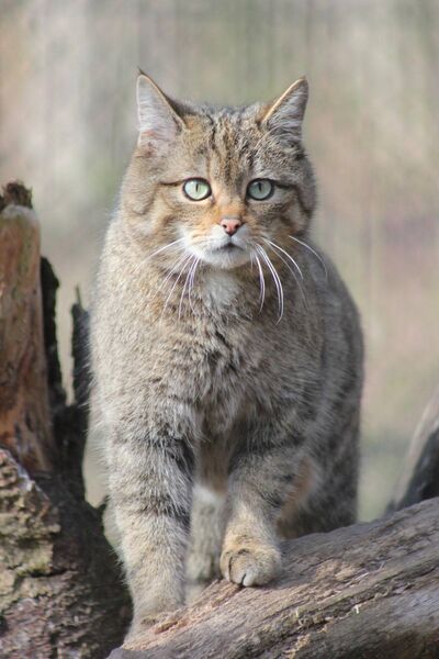 Cats have been the objects of curiosity and mystery since ancient times.