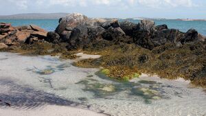 Concerns grow over firm's proposal for seaweed harvesting