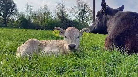Tackling grassland management in a challenging spring
