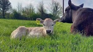 Tackling grassland management in a challenging spring