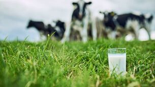 <p>Closeup shot of a glass of milk on a dairy farm with cattle grazing in the background.</p>