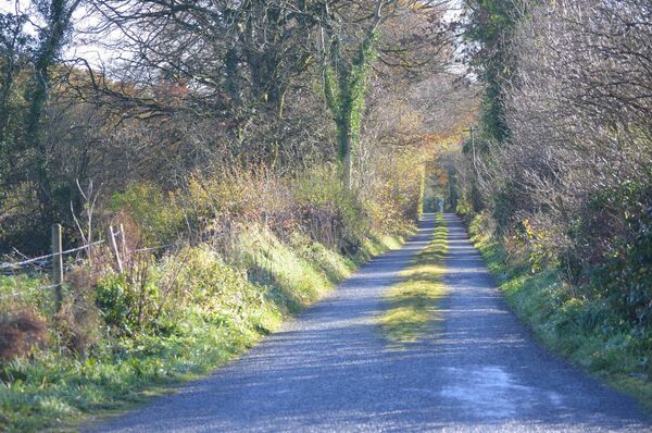 Hedgerows along townland boundaries often date from medieval times. 	Picture: Pat McCarrick