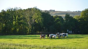Never underestimate the value of the hedge