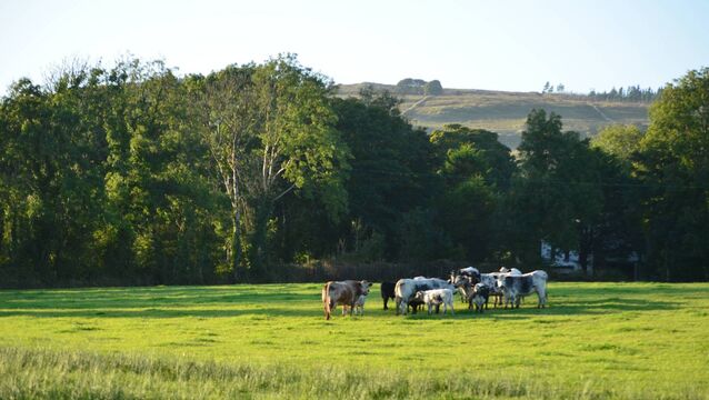 Never underestimate the value of the hedge