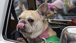 <p>Frenchie "Peaches" Rabbett in the Westport St Patricks Day parade last year</p> <p>Frenchie "Peaches" Rabbett in the Westport St Patricks Day parade last year</p>