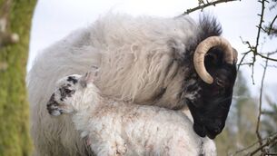<p>Mountain black-face sheep had a simple job to do and generally they did it – producing one good quality lamb each year – twins were a bonus and triplets were a pain.</p>