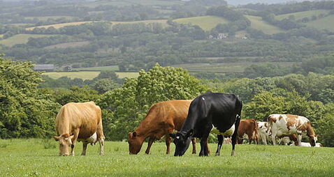 Farmers slam supermarket milk and butter price cuts as 'kick in the teeth'
