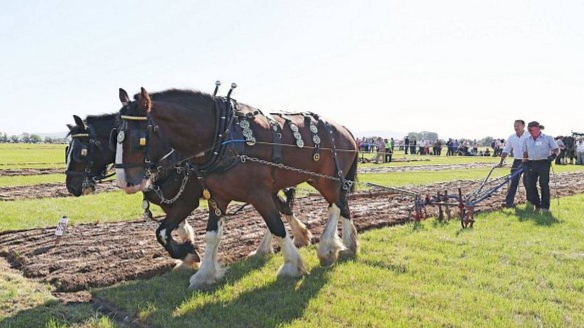 Beloved history of the horses and plough