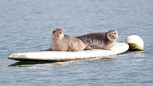 Statue would be ‘seal of approval’ for Dungarvan’s famous surfers