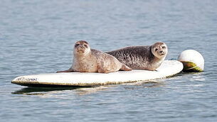 Thousands join pro-Palestinian march in central Dublin