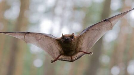 Free event will highlight bat conservation efforts in Mayo