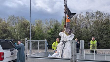 Rare shark washes ashore in the West