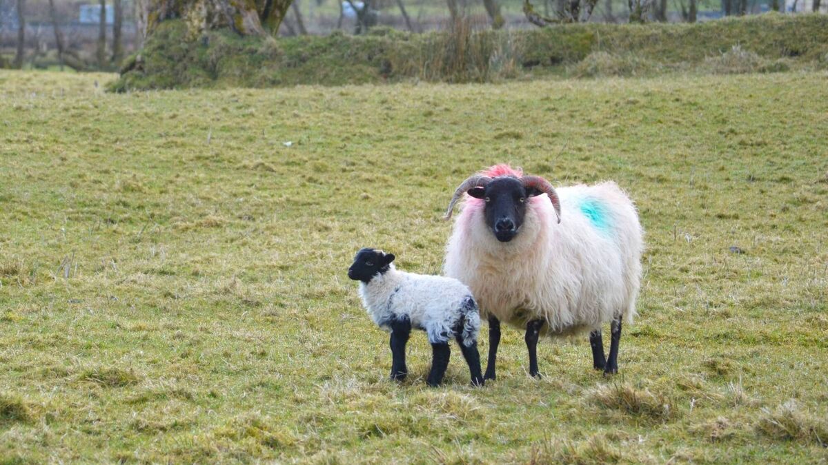 Life lessons learned as a sheep farmer