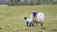 Life lessons learned as a sheep farmer