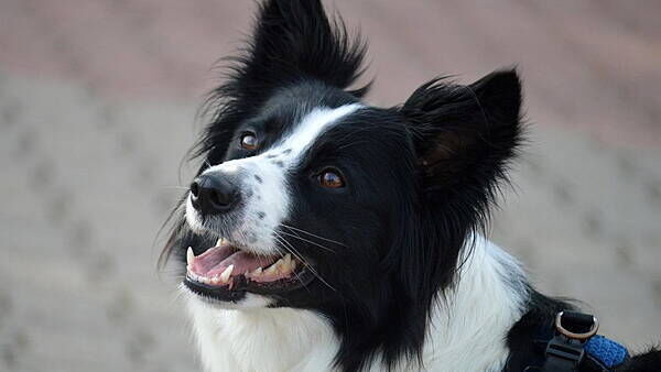 71 per cent of people say they encounter dog faeces daily in public places