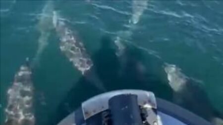 WATCH: Pod of dolphins captured on camera in Mayo
