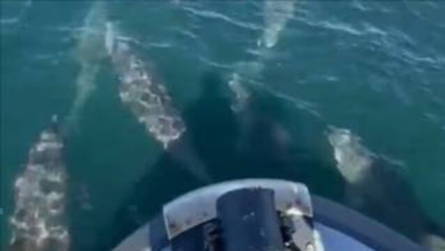 WATCH: Pod of dolphins captured on camera in Mayo