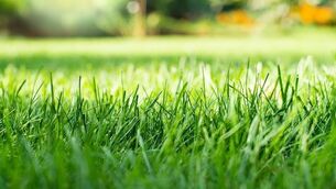 <p>Mowed green backyard grass under trees closeup view.</p>