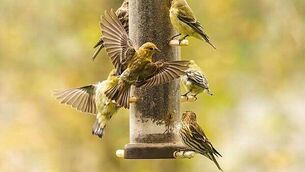 Man (80s) dies after being hit by van in Co Donegal