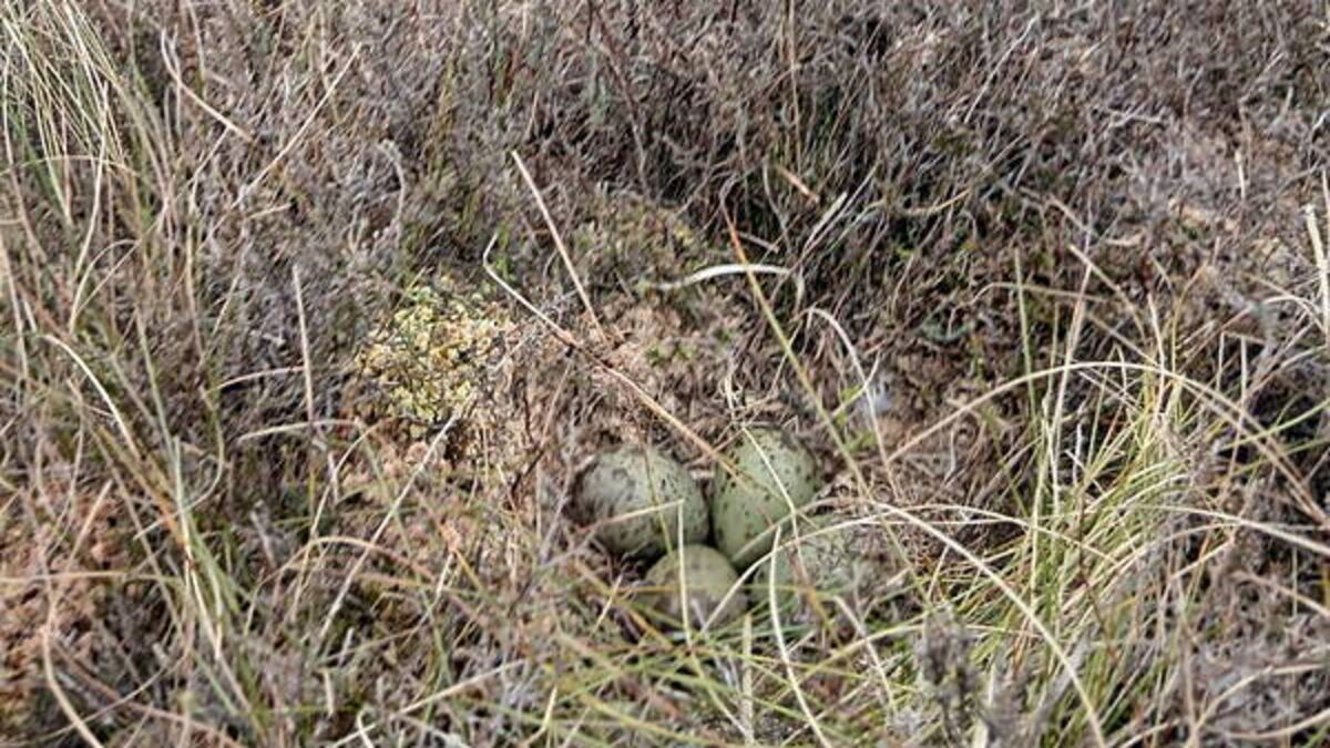 Curlew nest found by crews tackling Co Fermanagh wildfire is removed to safety