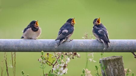 Like swallows, the young return to the West