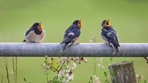 <p>Fledgling Swallows waiting for their parents to arrive with food. This photograph was a weekly winner in the Irish Examiner Readers' Photography Competition last year. 	 Picture: Gemma Kelleher</p>