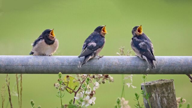 Like swallows, the young return to the West