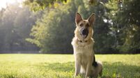 Major update on dog fouling fines in Mayo