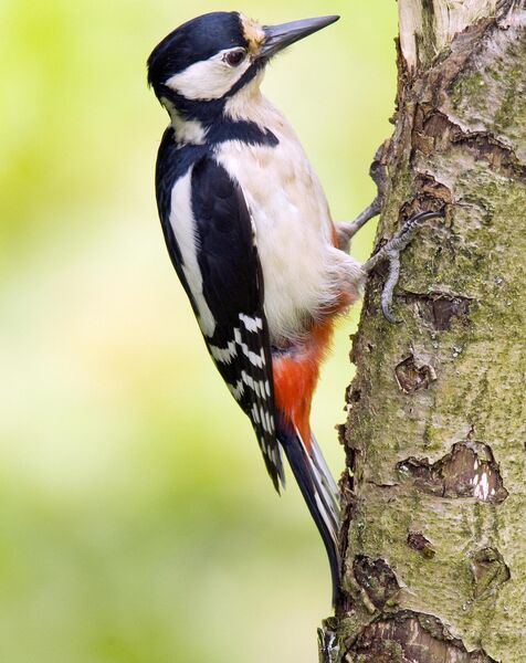 The Great Spotted Woodpecker has successfully bred in Ireland with confirmed sightings in western counties. 