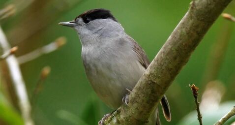 Changing climate brings new garden visitors