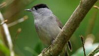 Changing climate brings new garden visitors