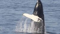 Special whale watching events taking place in Mayo Special whale watching events taking place in Mayo