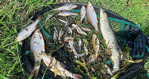 Angler describes significant fish kill as a 'wipeout'