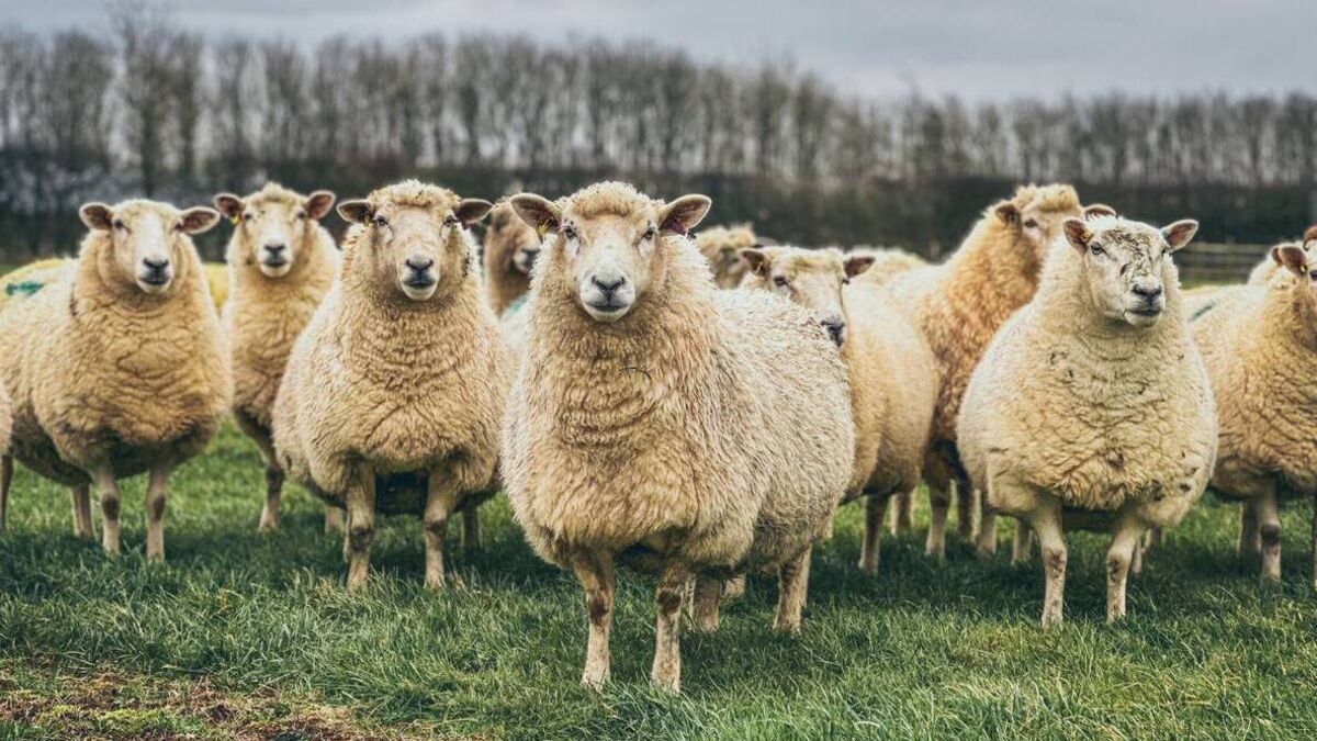 Teagasc National Sheep Conference: Date, times and what's on