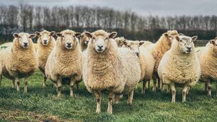 <p>The new-look Teagasc National Sheep Conference will take place this year on Thursday, 18th June in Ballinasloe, County Galway. </p> <p>The new-look Teagasc National Sheep Conference will take place this year on Thursday, 18th June in Ballinasloe, County Galway. </p>