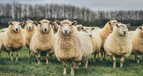 Teagasc National Sheep Conference: Date, times and what's on