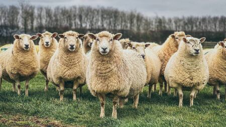 Teagasc National Sheep Conference: Date, times and what's on