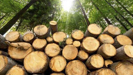 Tree removal in Mayo town park will cost nearly €12k